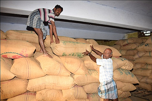 FARMERS ARRANGING PADDY BAGS IN DMC